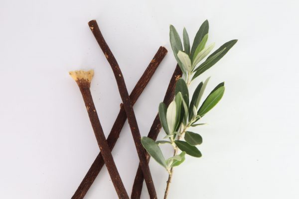zaitun miswak